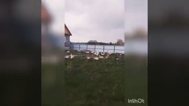Почему яйца бывают малых размеров?