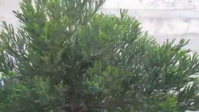 Сад Верхушки хвойных 13 05 2020 смотреть онлайн