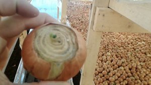 14-й день посадки. Немного о сбыте