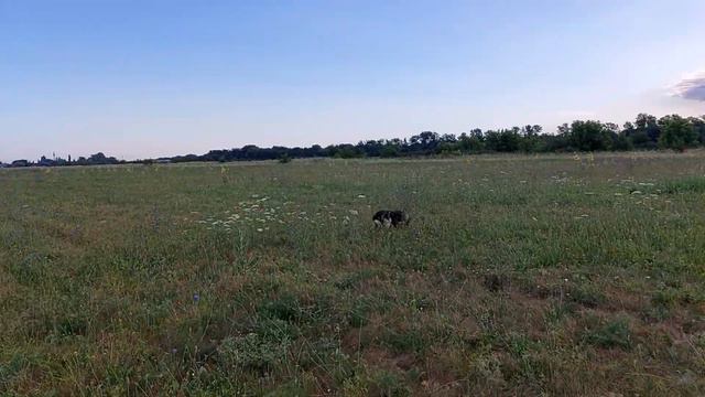 Работа по перепелу без ветра. Русский охотничий спаниель Иван От Вайсберг. Краснодарский край. смотреть онлайн