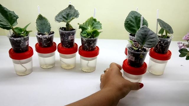 Отрицательные стороны укоренения листьев на фитильном поливе
