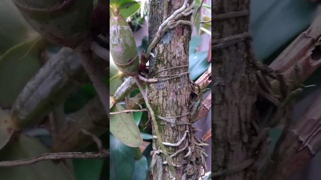 cattleya nobilior campo grande смотреть онлайн