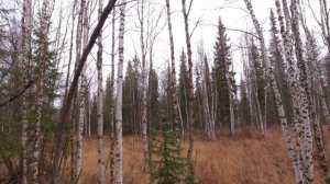 Охота с мелкашкой на боровую дичь.