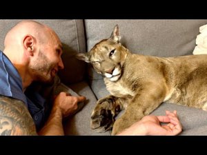 Волшебное слово, которое разбудило пуму Месси!