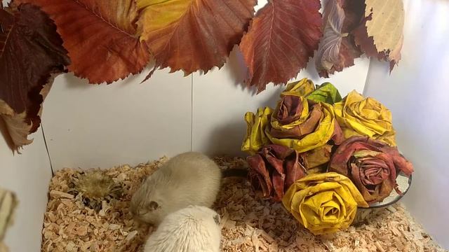 Песчанки и осенние листья | Gerbils. Funny Pets смотреть онлайн