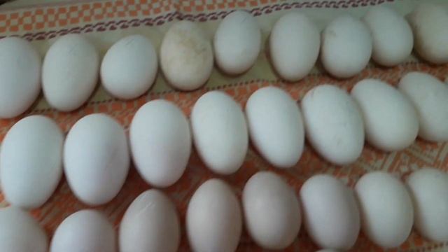 Совместная инкубация, Птичий Двор, гусиные и утиные яйца вместе.