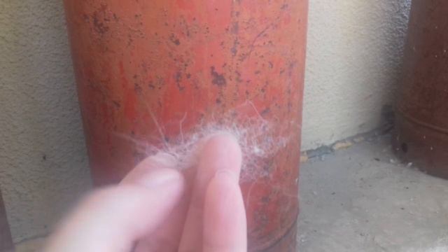 Как самоед переносит жару.