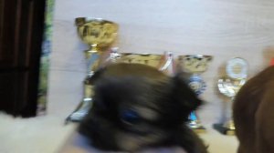 МИНИ ЖЕНИХ ЧИХУАХУА ДЛЯ ВЯЗОК - ВЯЗКА КОБЕЛЬ ЧИХУА