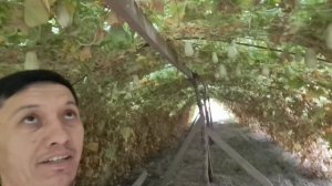 Тожикистонда етиштирилган ноёб мева