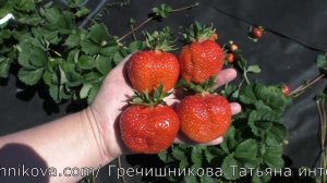 ГАЛЯ ЧИВ клубника медово-сдадкая позднеспелого срока созревания