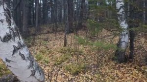 Молебка - перекресток миров