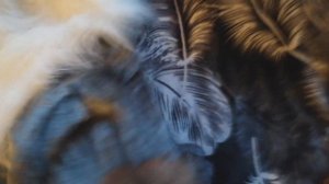 Обзор фурсьюта за 40 000 рублей / или сказ о китайских фурсьютах!