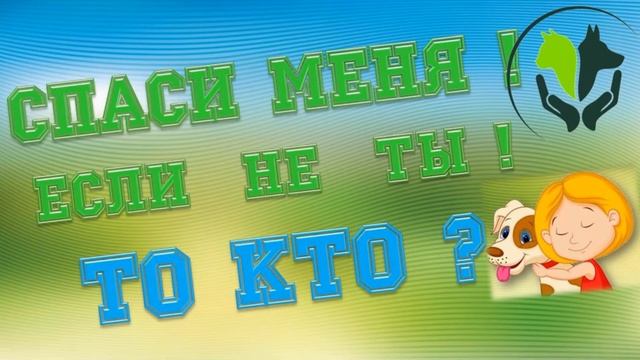 КО ВСЕМИРНОМУ ДНЮ ЗАЩИТЫ ЖИВОТНЫХ 4 ОКТЯБРЯ смотреть онлайн
