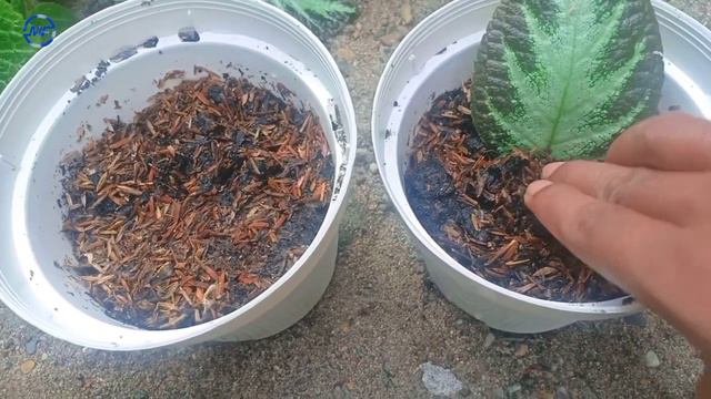 Cara Stek Bunga Episcia смотреть онлайн