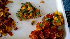 ЛЮТЕИН  в бархатцах - мощнейший Витамин для глаз