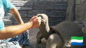 Мастер класс, как сделать черепаху из арт бетона своими руками!!!