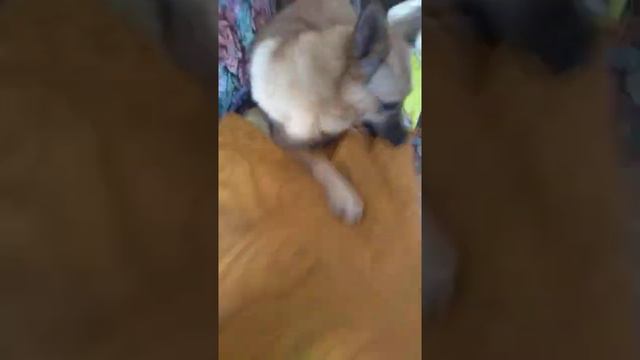 укладывается спать