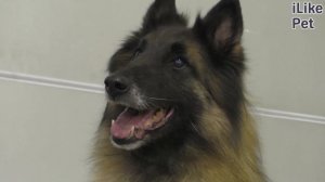 Бельгийская овчарка тервюрен. Особенности. Уход