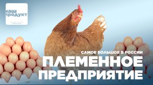 Как сделать самое большое племенное предприятие в России / Наш продукт