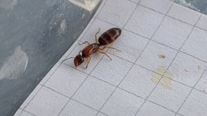 Colobopsis vitrea (Singapore) 08.04.2023