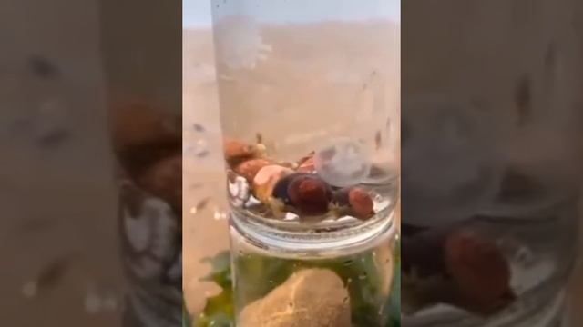 Морские Жители Нашей Планеты. Обитатели морей и океанов. Inhabitants of the seas and oceans.