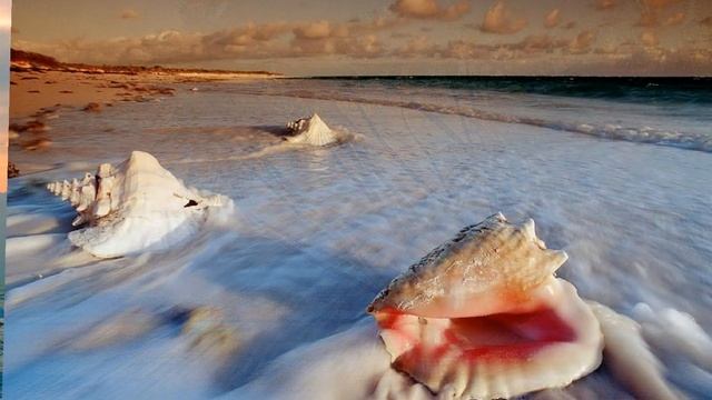 Фото слайд-шоу Природа. Пальмы. Часть 1.