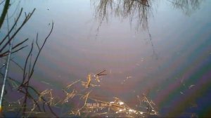 Ловля окуня на малых реках на удочку, видео rybachil.ru