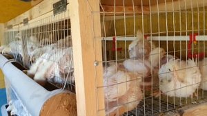 Утро 65/22/4-е. Выращивание бройлеров росс 708. Подведение итогов по первой партии 51-го бройлера.