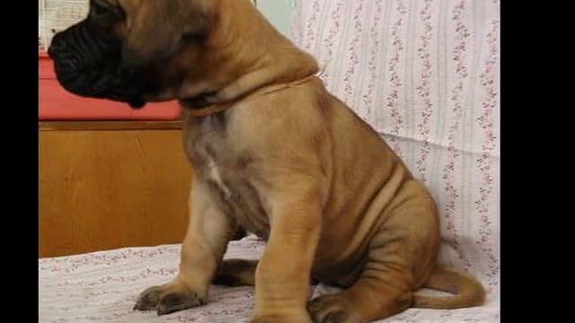 Питомник "Dream my Life". смотреть онлайн