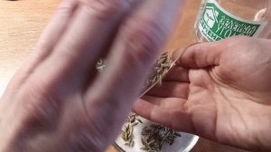 Рожь: посев микрозелени на ватные диски