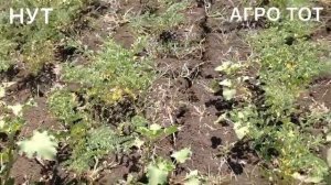 Сев нут сорт Буджак Заховит болезни опыт выращивания защиты растения АГРО ТОТ