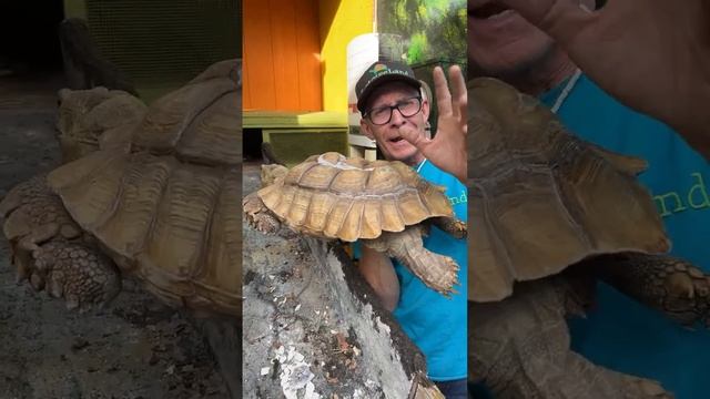 Meet sweet MARIO & more Livestream’in Sunday 12.17.23? смотреть онлайн