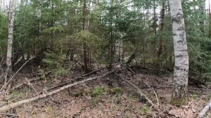 По следам советских лесорубов.Металлокоп в делянках.