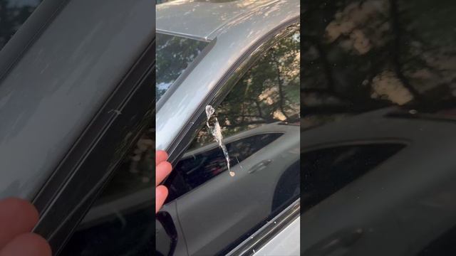 люблю животных #zubarefff #зубарев #юмор #китай #шутки #прикол смотреть онлайн