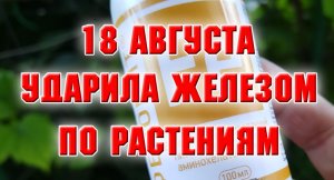 18 августа. Ударила железом по растениям.mp4