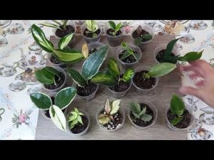 Обновление моей коллекции цветов. Не о вязании