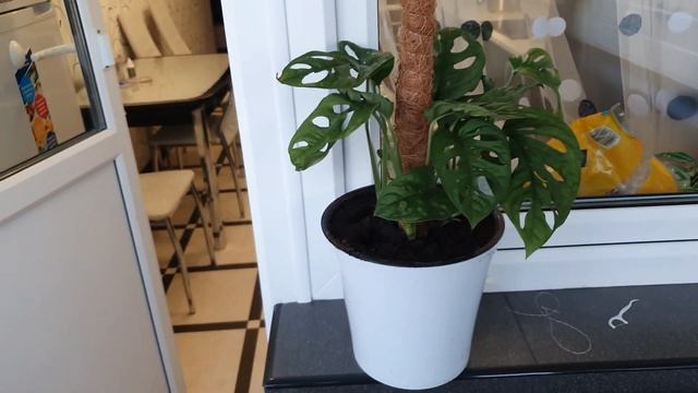 VLOG 07.05.2022 г Домашние хлопоты Сырный суп с вермишелью Комнатные растения Жизнь продолжается