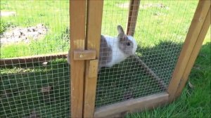 Мои племенные кролики. Новости хозяйства, крольчата родились, кролиководство, карликовый баран