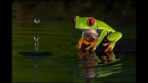 Лягушка просто Лягушка!