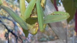 A female mantis is eating a male mantis