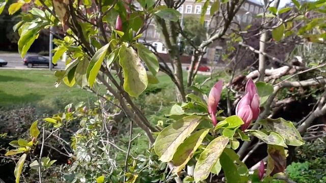 В Польше в сентябре цветут магнолии смотреть онлайн