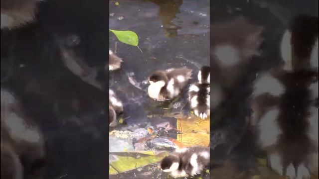 УТЯТА ОГАРЯТА #Shorts (Baby ruddy Shelduck)