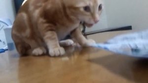 Кошки gif Резюме ①♥Кошка кот Котик Кошечка милый смешной