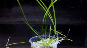 ВАЛЛИСНЕРИЯ НАНА. Vallisneria nana. СЕКРЕТЫ ВЫРАЩИВАНИЯ