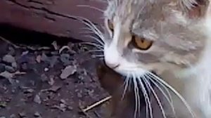 Кошка поймала большую крысу