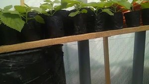 Система кондиционирования для теплицы