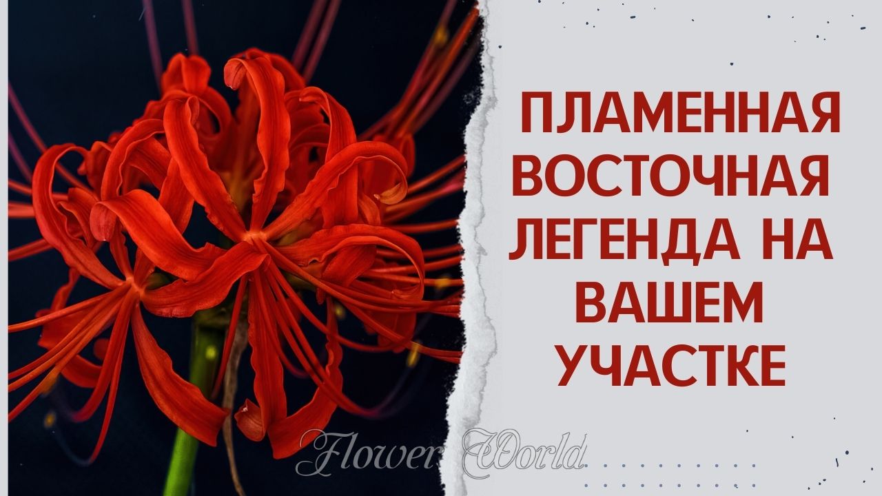 Пламенная восточная легенда на вашем участке.?