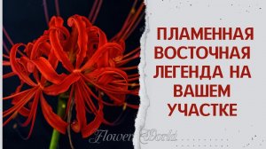 Пламенная восточная легенда на вашем участке.?