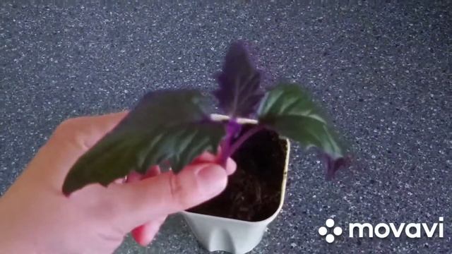 Обрезка гинуры. Колеусы. смотреть онлайн