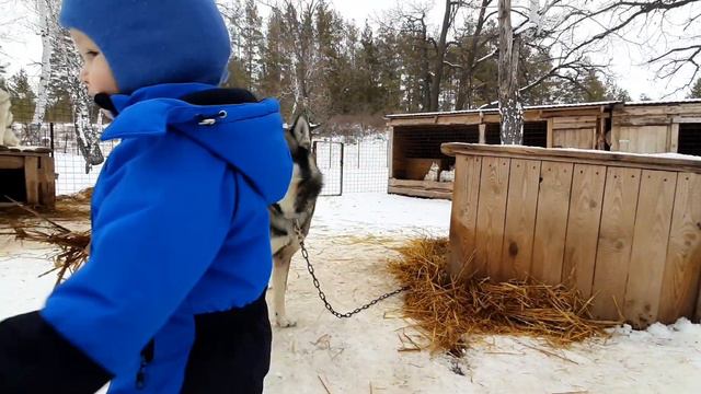 Питомник Сибирских Хаски "DogWinter"